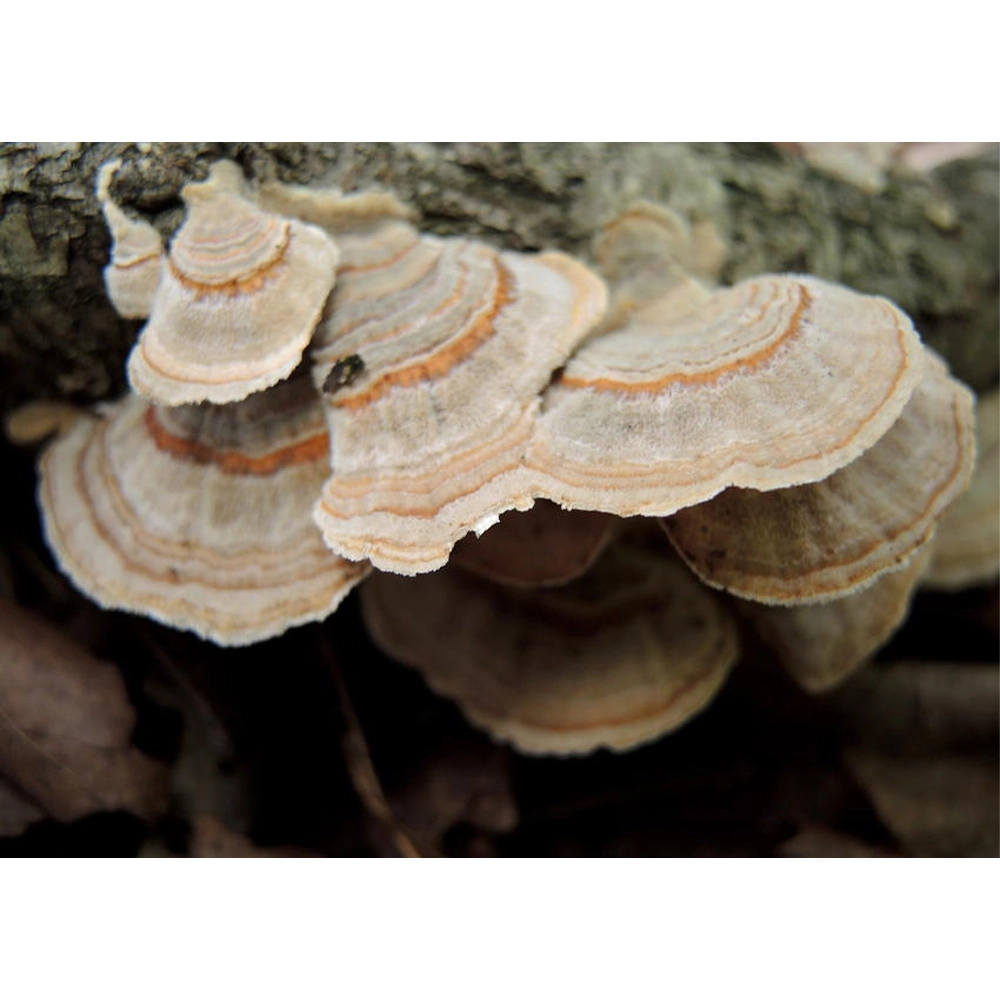 Turkey Tail Extract