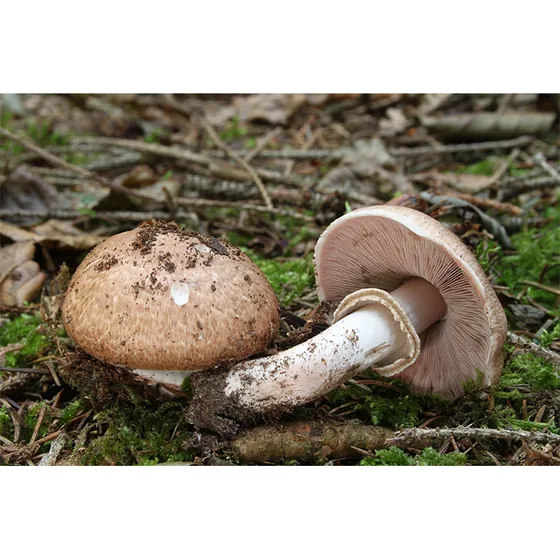 Agaricus mushrooms showing caps, stems and gills