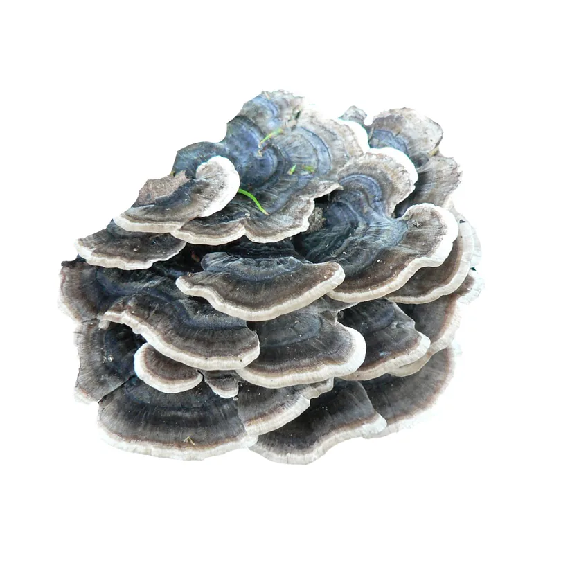 Organic Trametes Versicolor Mushroom Turkey Tail Mushroom Extract Powder