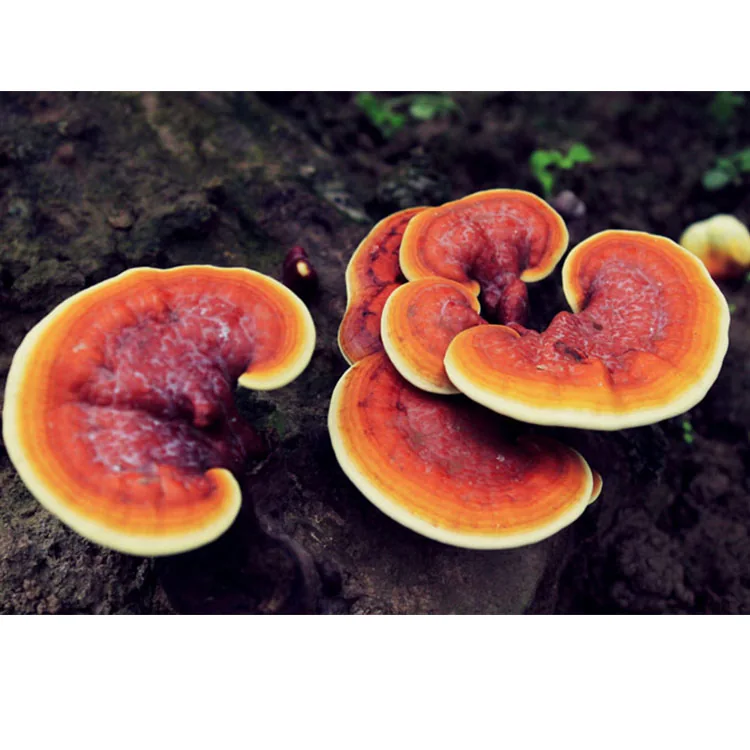 Reishi Mushroom Extract