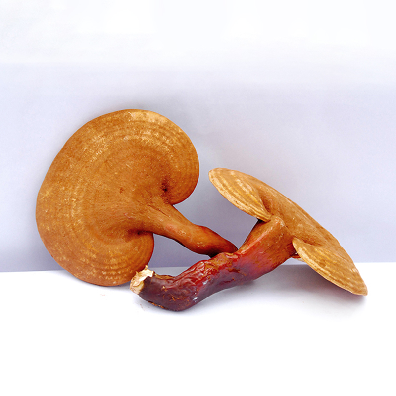 Organic Reishi Mushroom Powder – Boost Immunity & Reduce Stress