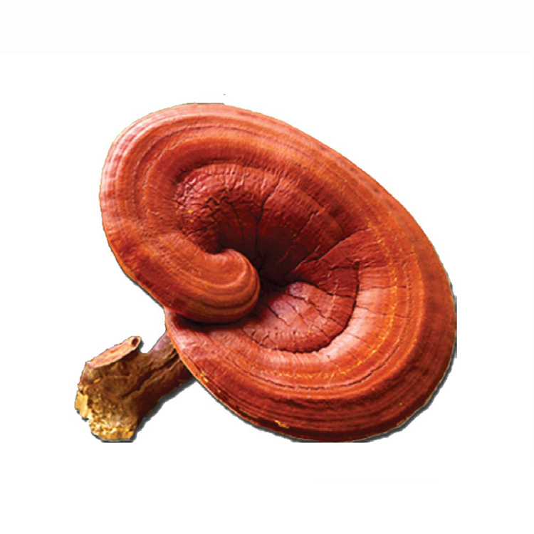 Organic Reishi Extract: Premium Ganoderma Lucidum Mushroom Powder